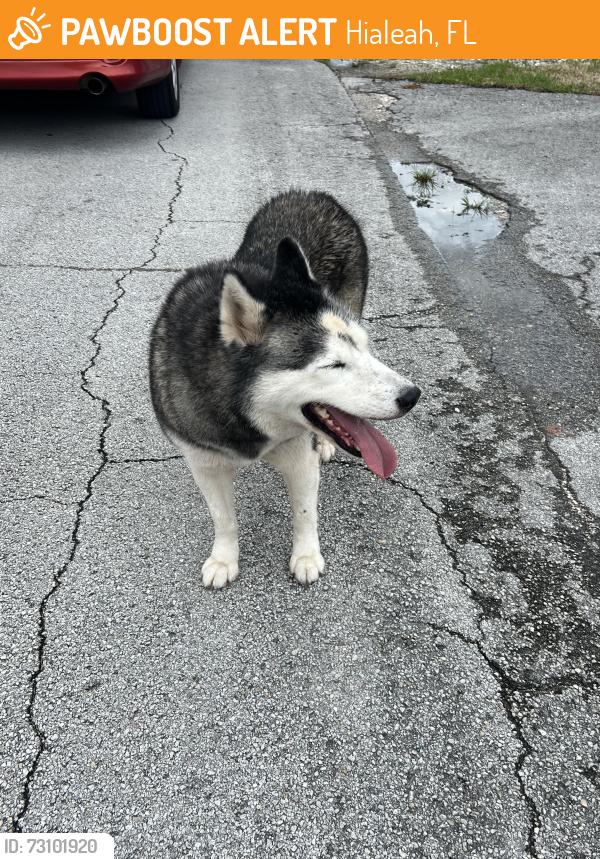 Found/Stray Unknown Dog last seen Entre la 6 y 7 Ave, 36 St Hialeah 33012, Hialeah, FL 33010