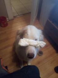 Lost Female Dog last seen w 16th, San Bernardino, CA 92407