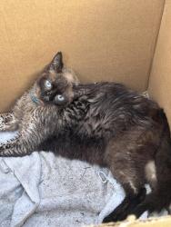 Found/Stray Unknown Cat last seen Construction site, Fort Lauderdale, FL 33301