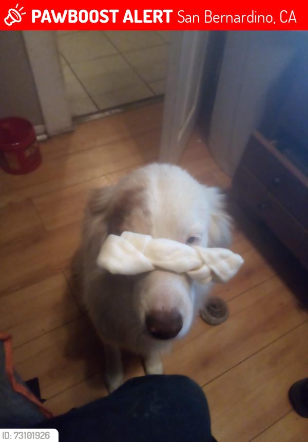 Lost Female Dog last seen w 16th, San Bernardino, CA 92407