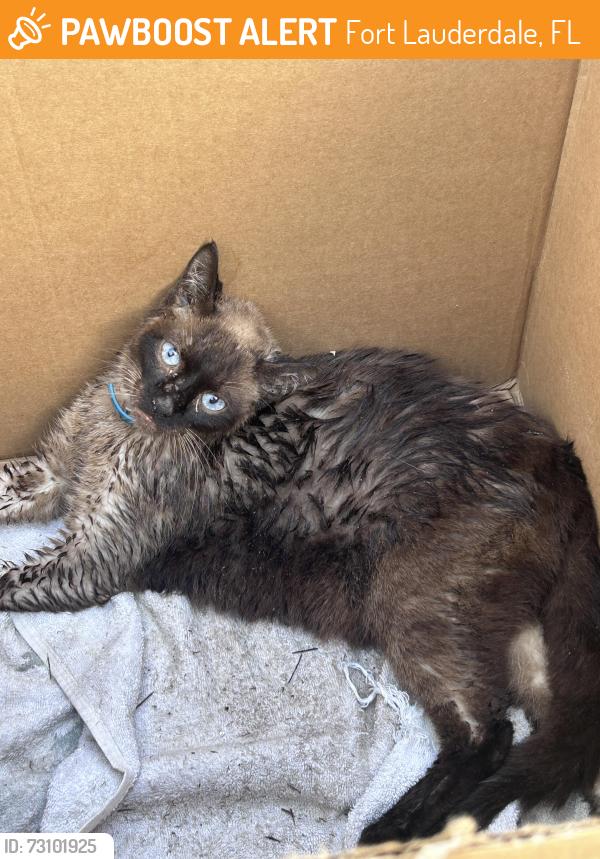 Found/Stray Unknown Cat last seen Construction site, Fort Lauderdale, FL 33301