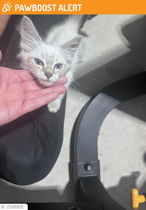 Found/Stray Male Cat last seen Windsong Dr, Greenville County, SC 29615