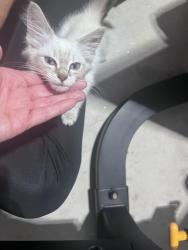 Found/Stray Male Cat last seen Windsong Dr, Greenville County, SC 29615