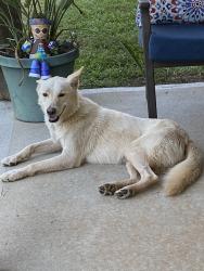 Found/Stray Male Dog last seen Broad Rd and Bolton Rd, Wilkes County, GA 30668