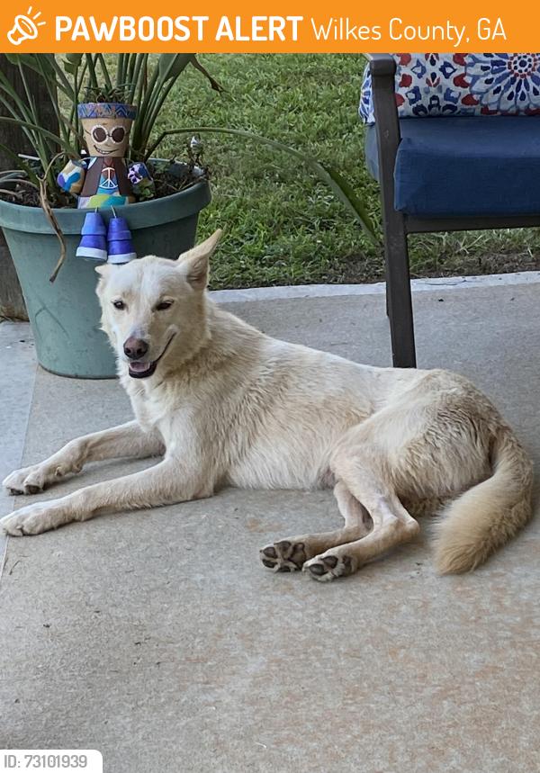 Found/Stray Male Dog last seen Broad Rd and Bolton Rd, Wilkes County, GA 30668