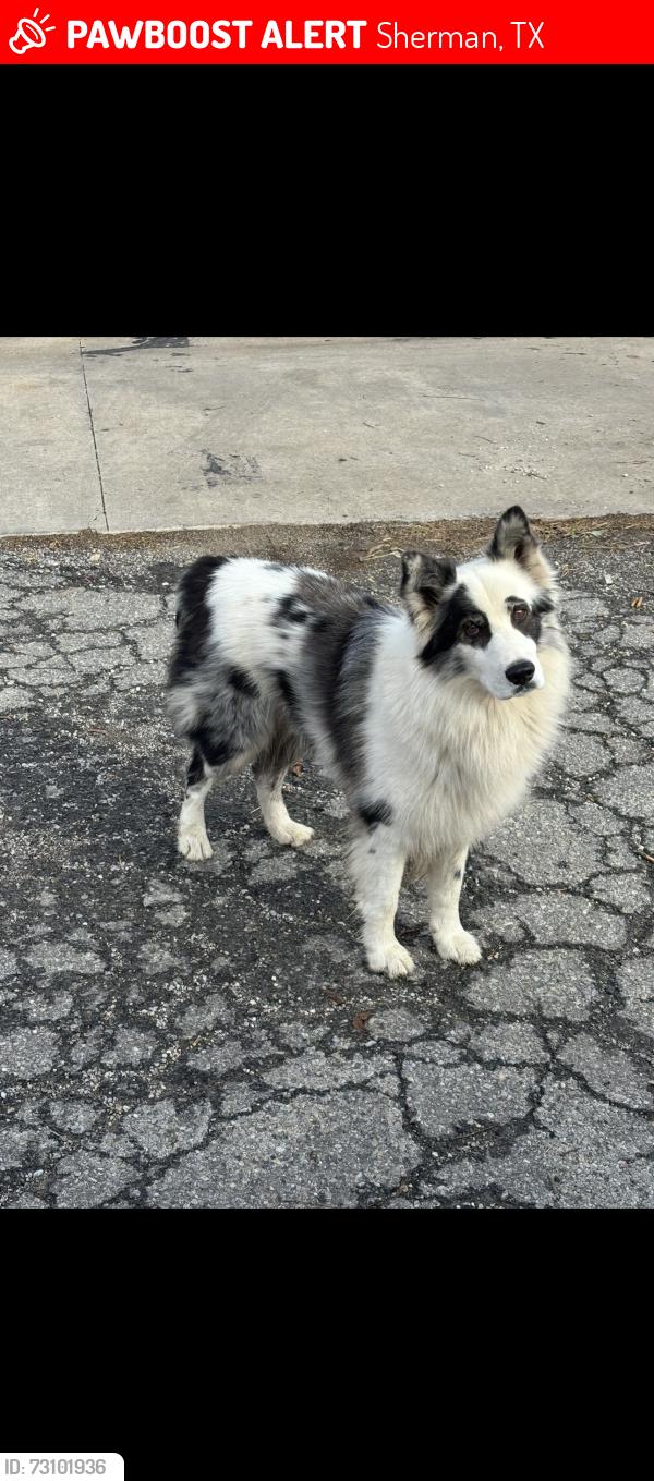Lost Male Dog last seen Grayson co speedway, Sherman, TX 75090