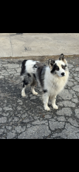 Lost Male Dog last seen Grayson co speedway, Sherman, TX 75090