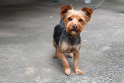 Lost Male Dog last seen Panola and Fairington, Stonecrest, GA 30038