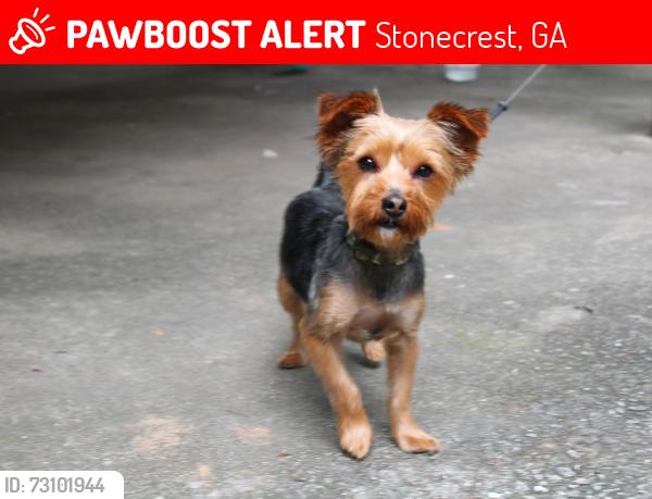 Lost Male Dog last seen Panola and Fairington, Stonecrest, GA 30038
