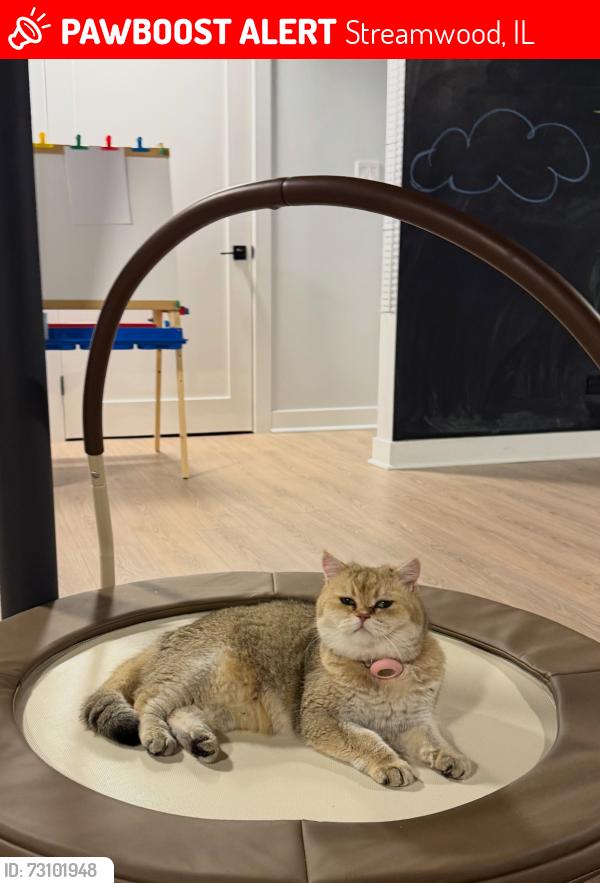 Lost Female Cat last seen Black Hill Dr & Kings Canyon Dr, Streamwood, IL 60107, Streamwood, IL 60107