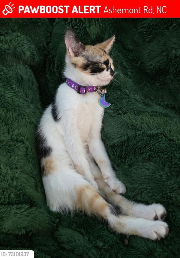 Lost Female Cat last seen Ashemont Rd and Stubby Oaks, Ashemont Rd, NC 28315