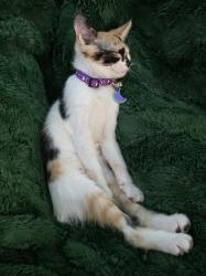 Lost Female Cat last seen Ashemont Rd and Stubby Oaks, Ashemont Rd, NC 28315