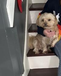 Reunited Male Dog last seen President Dr and Geronimo Lake Dr, Houston, TX 77047