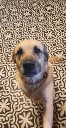Reunited Male Dog last seen Smithgall Woods State Park, White County, GA 30545