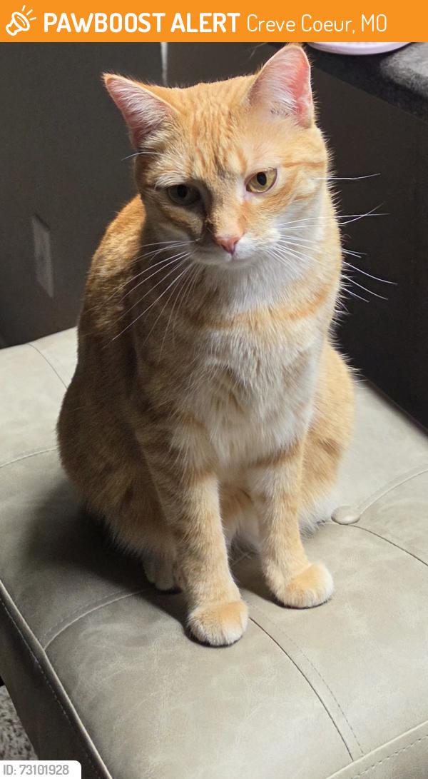 Found/Stray Unknown Cat last seen Cross Creek Drive, Creve Coeur, MO 63141