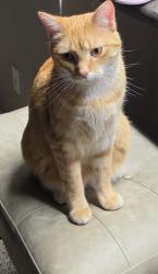 Found/Stray Unknown Cat last seen Cross Creek Drive, Creve Coeur, MO 63141