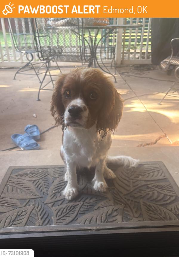 Found/Stray Female Dog last seen Waterloo & Bryant, Edmond, OK 73034