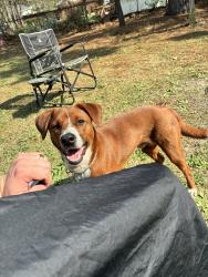 Reunited Male Dog last seen Rodger’s drive, Fayetteville, NC 28303