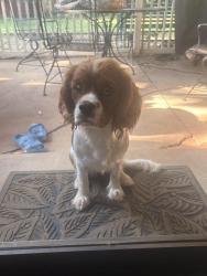 Found/Stray Female Dog last seen Waterloo & Bryant, Edmond, OK 73034