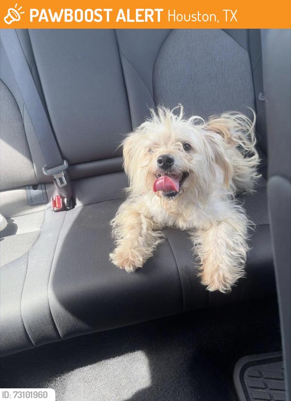 Found/Stray Unknown Dog last seen Near wayforest, Houston, TX 77060
