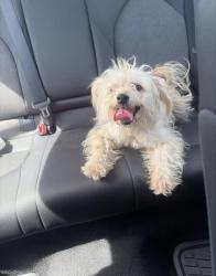 Found/Stray Unknown Dog last seen Near wayforest, Houston, TX 77060