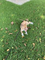 Lost Male Dog last seen Oceanside, Oceanside, CA 92056