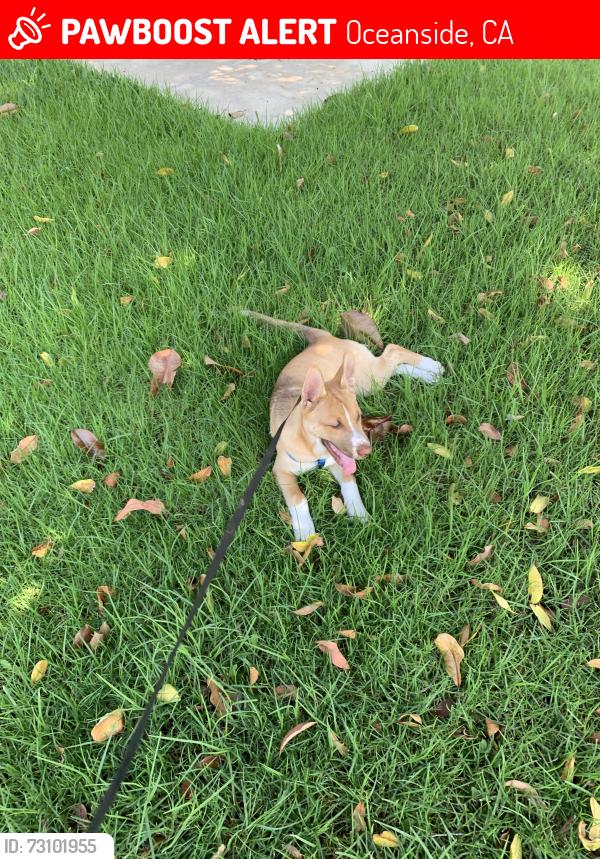 Lost Male Dog last seen Oceanside, Oceanside, CA 92056