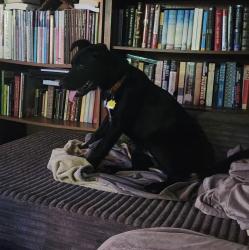 Reunited Male Dog last seen Smithgall Woods State Park, White County, GA 30545