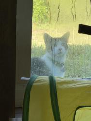 Found/Stray Unknown Cat last seen Near Grapewood Rd, Spring Hill, FL 34609