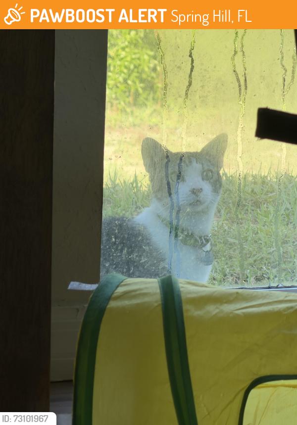 Found/Stray Unknown Cat last seen Near Grapewood Rd, Spring Hill, FL 34609