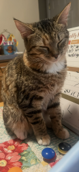 Reunited Female Cat last seen Larkgrove and Christman, Louisville, KY 40229