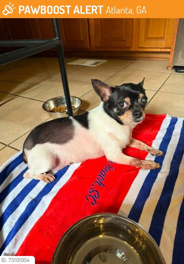 Found/Stray Female Dog last seen Mathews street , Lawton St Bridge, Atlanta, GA 30310