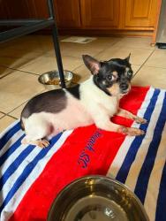 Found/Stray Female Dog last seen Mathews street , Lawton St Bridge, Atlanta, GA 30310