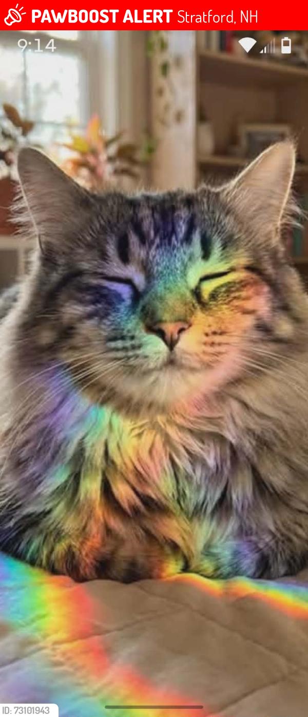 Lost Male Cat last seen Near Bog Rd Stratford NH, Stratford, NH 03590