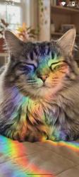 Lost Male Cat last seen Near Bog Rd Stratford NH, Stratford, NH 03590