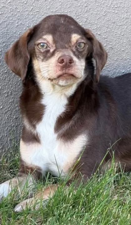 Shelter Stray Male Dog last seen La Frontera/Sundance Pkwy, City of Round Rock, TX, 1855 SE Inner Loop, Georgetown, TX 78626, USA