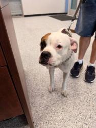 Shelter Stray Male Dog last seen Knox Ridge, Zone 4, TX, 8755 Farm to Market 1516, Converse, TX 78109, USA