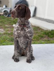 Reunited Female Dog last seen Kenmore Ave, Kirby St, Habana Ave, Armenia Ave , Tampa, FL 33614