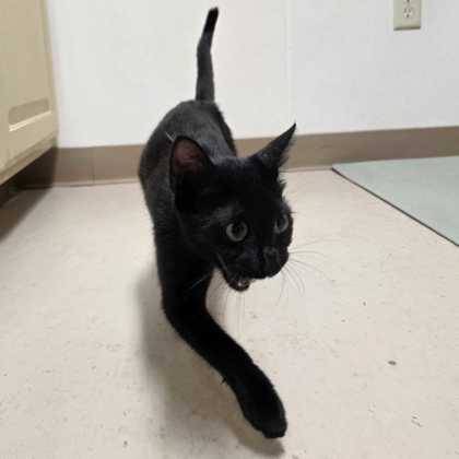 Shelter Stray Female Cat last seen Brentwood Dr E & Cornell Dr, City of College Station, TX, 5359 Leonard Rd, Bryan, TX 77807, USA