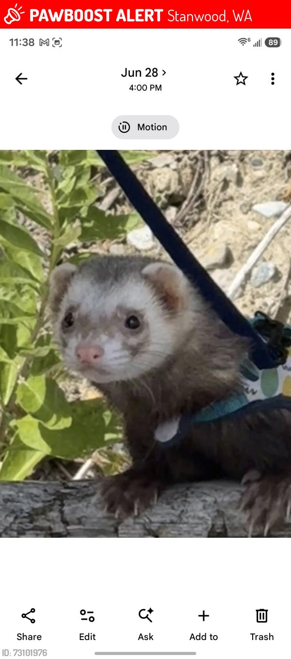 Lost Male Ferret last seen Near 83rd dr nw Stanwood, Stanwood, WA 98292