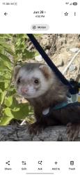 Lost Male Ferret last seen Near 83rd dr nw Stanwood, Stanwood, WA 98292