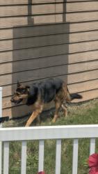Found/Stray Unknown Dog last seen Nance Road and Moores Chapel Road, Charlotte, NC 28214