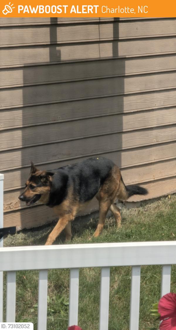 Found/Stray Unknown Dog last seen Nance Road and Moores Chapel Road, Charlotte, NC 28214