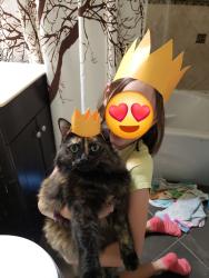 Lost Female Cat last seen Chapman and Brookhust near Faylane Elementary, Garden Grove, CA 92840