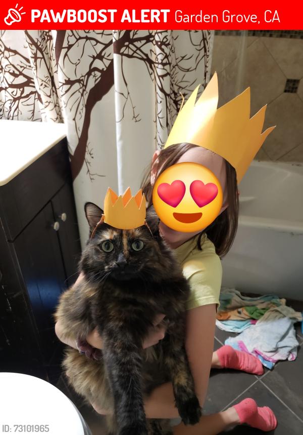 Lost Female Cat last seen Chapman and Brookhust near Faylane Elementary, Garden Grove, CA 92840