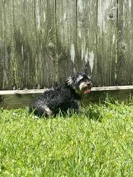 Reunited Male Dog last seen Driftwood, Manvel, TX 77578
