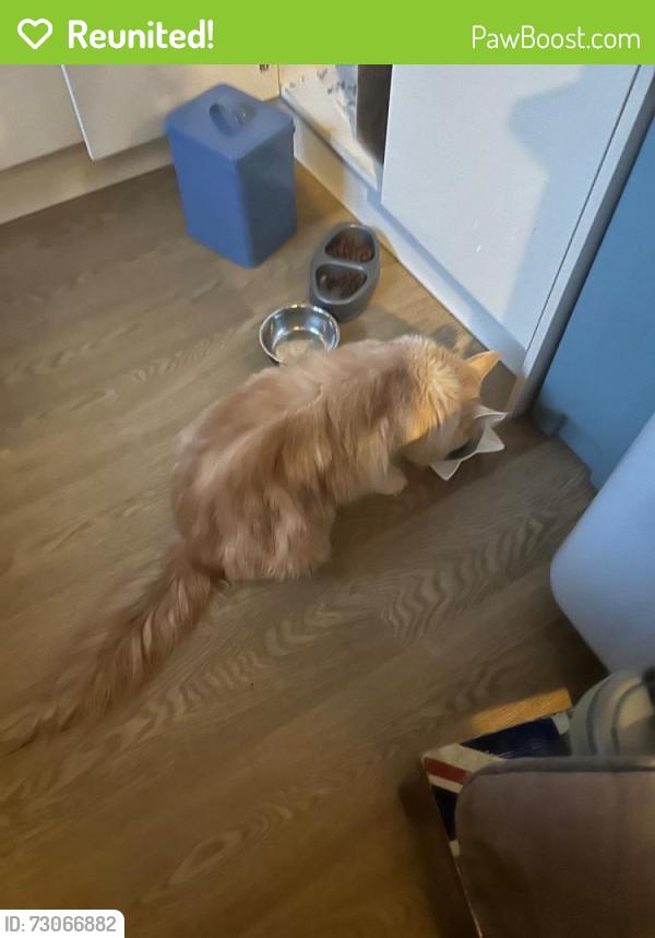 Reunited Male Cat last seen River Road , Littlehampton, West Sussex, England BN17