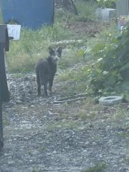 Found/Stray Unknown Cat last seen Near Grapewood Rd. , Spring Hill, FL 34609