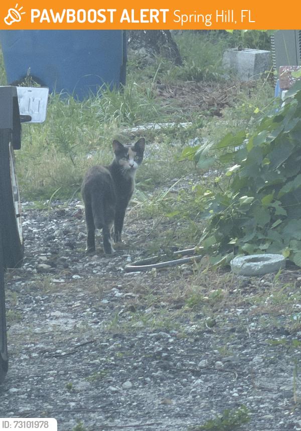 Found/Stray Unknown Cat last seen Near Grapewood Rd. , Spring Hill, FL 34609
