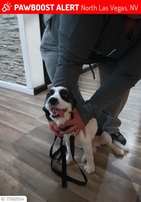 Lost Male Dog last seen Craig Ranch area, North Las Vegas, NV 89031